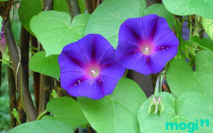 Hoa bìm bịp là loài hoa nổi bật với sắc màu rực rỡ và hình dáng đặc biệt. Cây thường được trồng để trang trí ban công, sân vườn, hoặc các khu vực ngoại thất, mang đến không gian sinh động và đầy màu sắc.