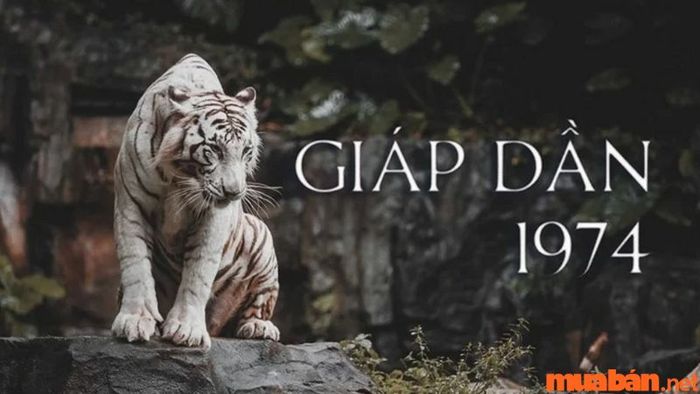 Thông tin về tuổi Giáp Dần 1974: Những điều cần biết
