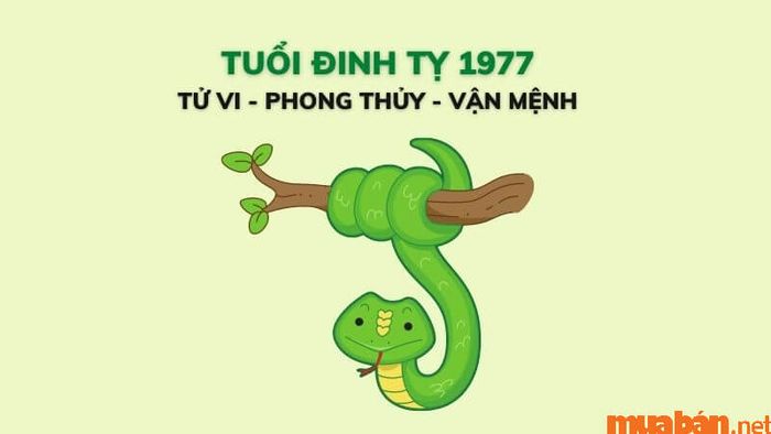 Phân tích chi tiết tử vi Đinh Tỵ 1977 nam mạng năm 2024