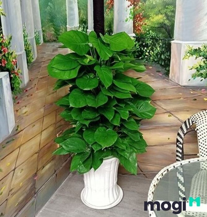 Cây trầu bà leo và các mệnh phong thủy