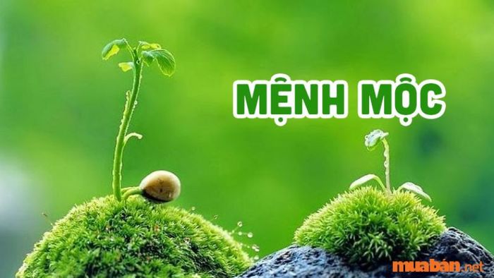 Mệnh Mộc gắn liền với sự sinh sôi và phát triển không ngừng của cây cối, vì vậy nó trở thành biểu trưng cho mùa xuân – mùa của sự khởi sắc và sự nảy lộc.