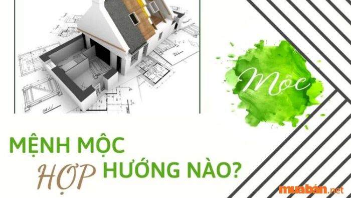 Mệnh Mộc hợp hướng nào? Tìm hiểu ngay