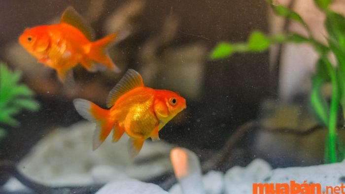 Nuôi cá cảnh trong nhà để cải thiện vận mệnh cho người khuyết Thuỷ