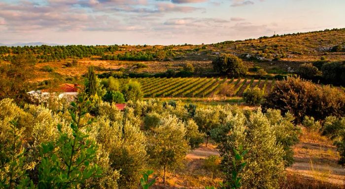 Bozcaada has a rich and long-standing tradition of winemaking.