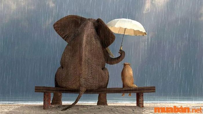 Con số của lòng vị tha và trí tuệ sâu sắc