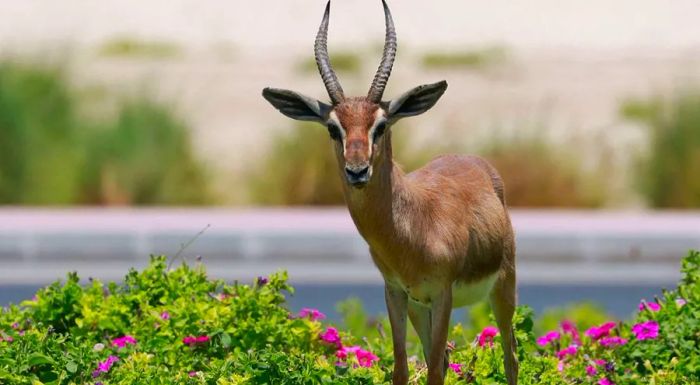 If you're lucky, you may catch a glimpse of a gazelle at Al Qudra.