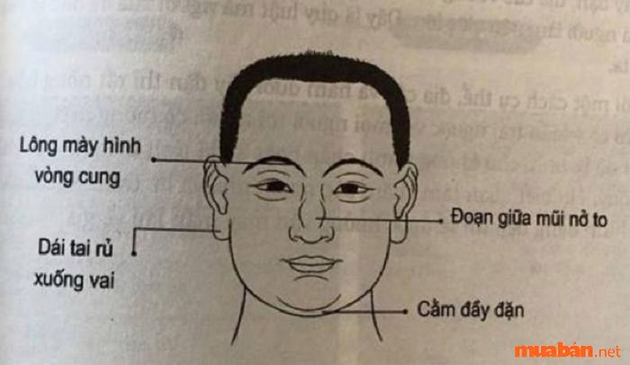 Người có sao chiếu mệnh thường sở hữu cằm đầy đặn, rõ nét