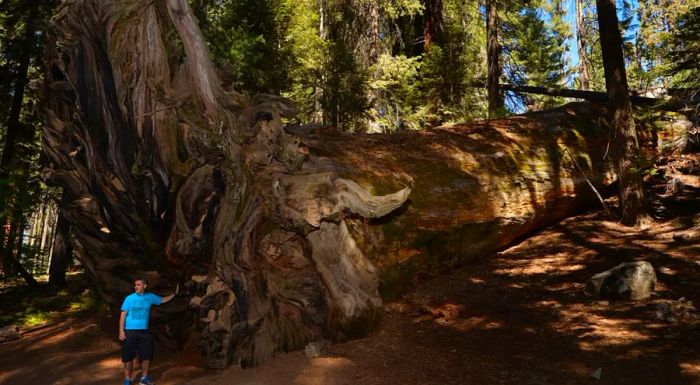 A man stands next to the stump of a fallen giant at Sequoia & Kings Canyon National Parks. Experts warn that these trees are at risk due to a shrinking snowpack and increasing temperatures.