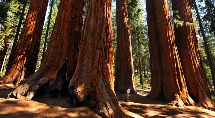 Sequoias aren’t just breathtaking to look at; they also play a crucial, though unseen, role in capturing carbon from the atmosphere.