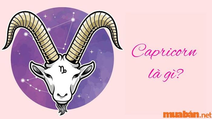Capricorn là cung gì?