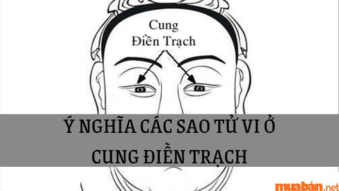Cung Điền Trạch là gì trong tử vi