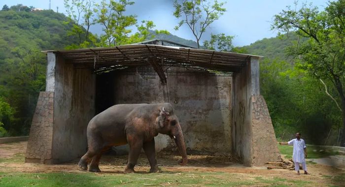 Kaavan at the Marghazar Zoo in Islamabad, captured on June 30, 2016.