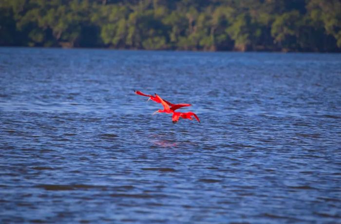 Covering 33,000 acres, the island’s mangroves, beaches, marshes, and rich wildlife are protected within a state park.