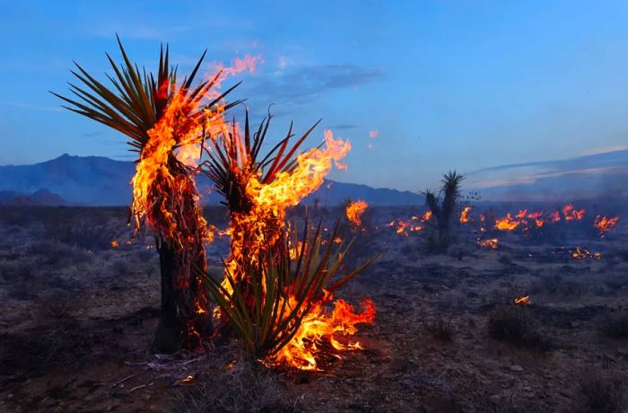 The York Fire has scorched over 80,000 acres so far.