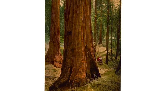 The giant sequoias in Mariposa Grove hold a special place in the hearts of Yosemite visitors.