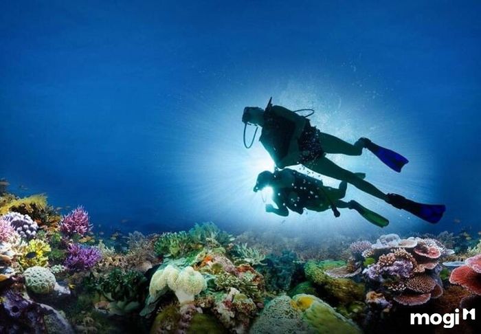 Khám Phá San Hô Màu Sắc Rực Rỡ