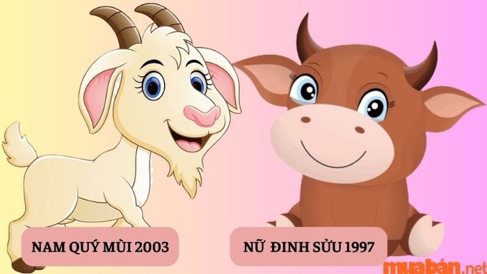 Nam 2003 và Nữ Đinh Sửu 1997 có hợp nhau không? Cùng tìm hiểu sự tương hợp giữa hai tuổi này.