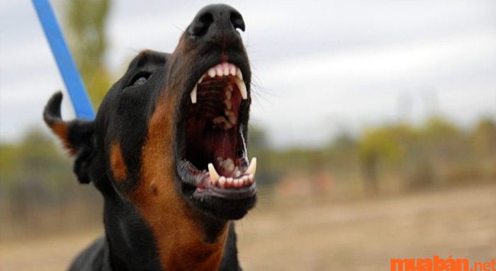 Chó và mèo là những động vật rất nhạy cảm, có thể nhận ra sự hiện diện của âm binh trong nhà.