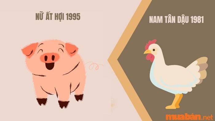 Nữ Ất Hợi 1995 kết hợp với nam Tân Dậu 1981
