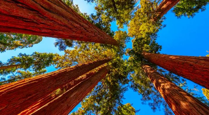 The towering trees can be found reaching for the sky in Sequoia & Kings Canyon National Parks.