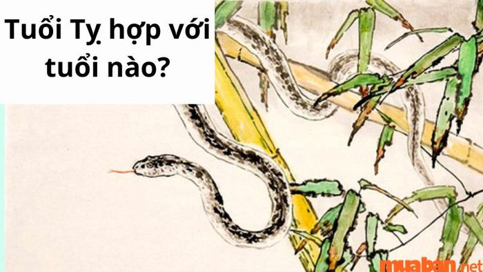 Người tuổi Tỵ phù hợp với những tuổi nào? Cùng Mytour khám phá chi tiết trong bài viết dưới đây.