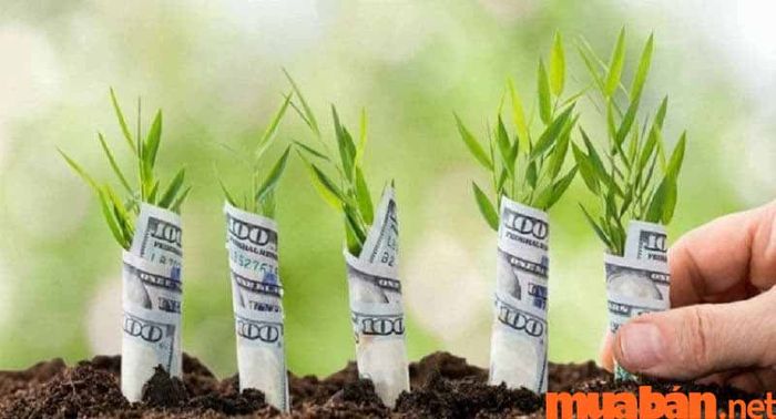Quản lý tài chính là gì?
