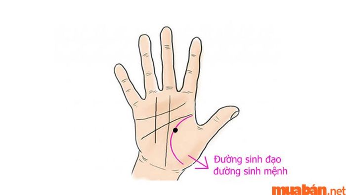 Nốt ruồi phong thủy tại đường Sinh Đạo là một chỉ dấu cho thấy chủ nhân của nó sẽ trải qua nhiều thử thách trong cuộc sống, nhất là về sức khỏe và các khó khăn trong sự nghiệp.