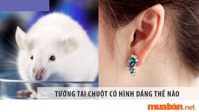 Tướng tai giàu có