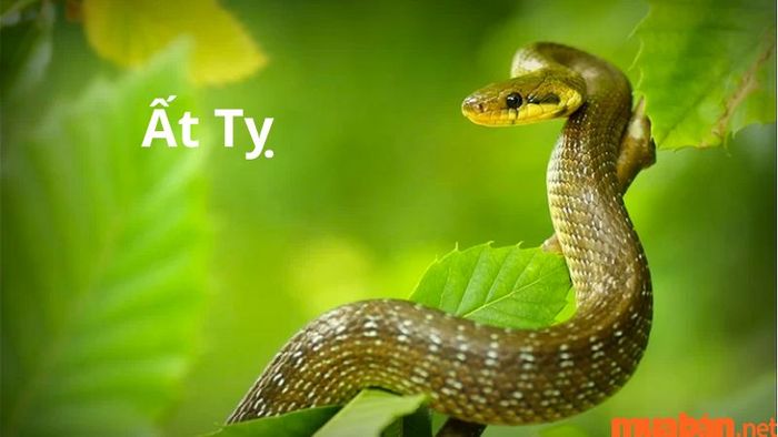 Tuổi Ất Tỵ hợp với tuổi nào trong công việc?