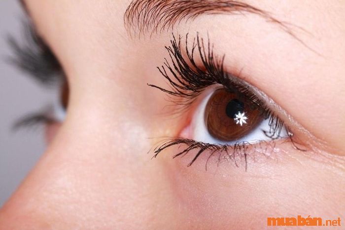 Khám phá về mắt bồ câu và ý nghĩa của nó trong nhân tướng học