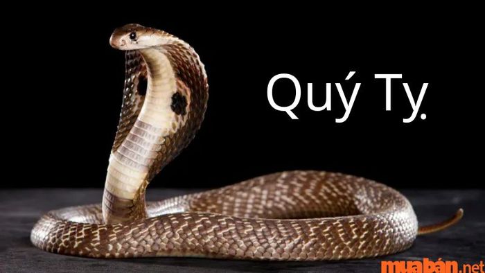 Tuổi Quý Tỵ phù hợp với tuổi nào?