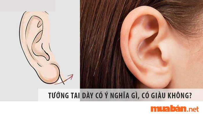 tướng tai giàu có