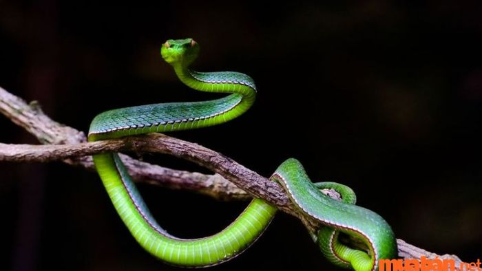 Tình duyên của tuổi Tỵ với các tuổi khác như thế nào?