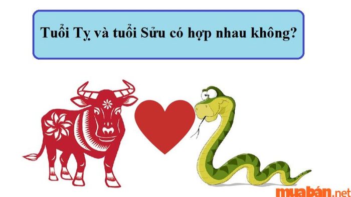Liệu tuổi Tỵ và tuổi Sửu có thực sự hợp nhau?