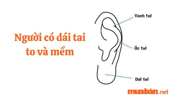 tướng tai giàu có