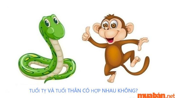 Tuổi Tỵ hợp với tuổi nào trong chuyện tình duyên và hôn nhân?