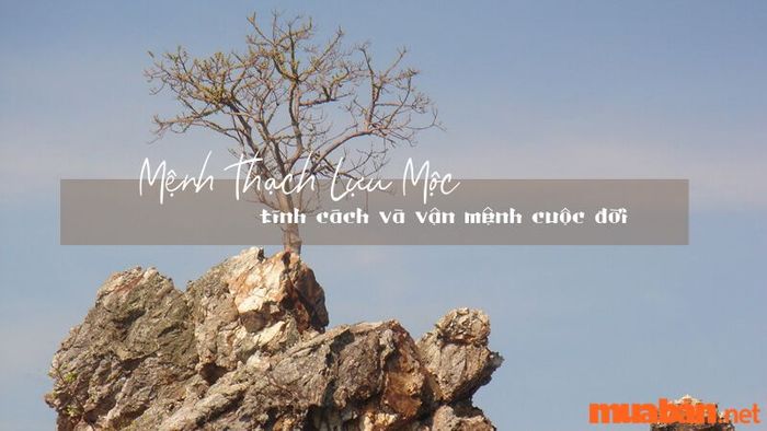 Thạch Lựu Mộc