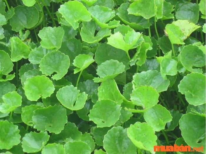 Điềm báo ù tai – Phương pháp chữa ù tai đơn giản với rau má