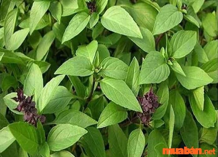 Điềm báo ù tai – Cách chữa ù tai hiệu quả với rau húng quế
