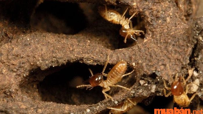 Sự thu hẹp môi trường sống tự nhiên của mối cũng là một trong những nguyên nhân khiến mối xâm nhập vào nhà