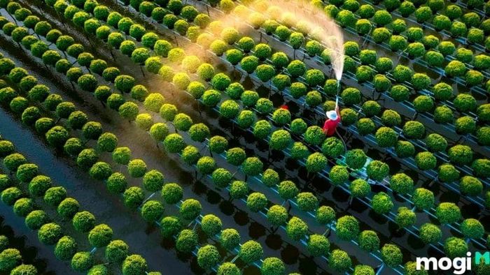 đồng sen tháp mười