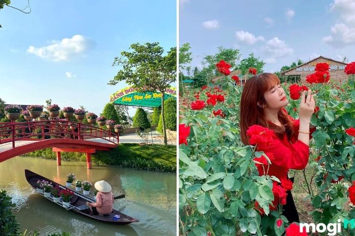 Khu du lịch Cánh Đồng Hoa sở hữu hơn 20 giống hoa hồng độc đáo và đẹp mắt.
