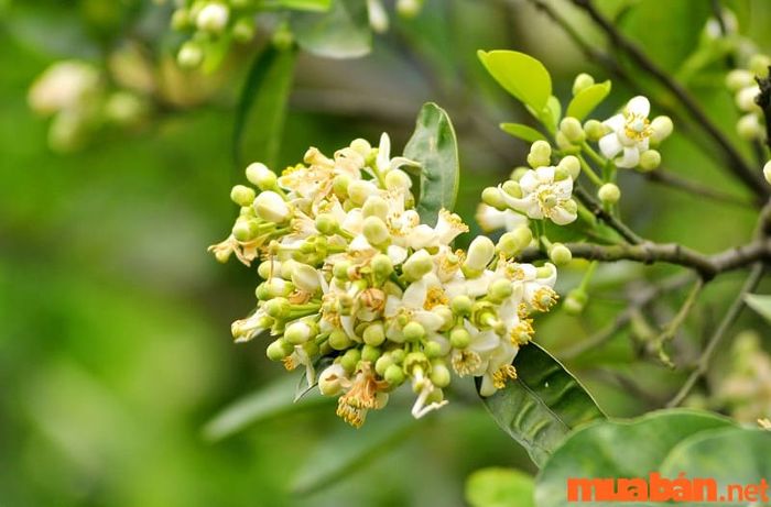 Những điều cấm kỵ và thời điểm tốt nhất để cúng bái trong ngày rằm tháng Ba