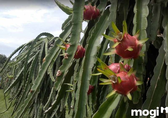 Những dải thanh long tăm tắp, đẹp mắt trải dài khắp khu vườn.