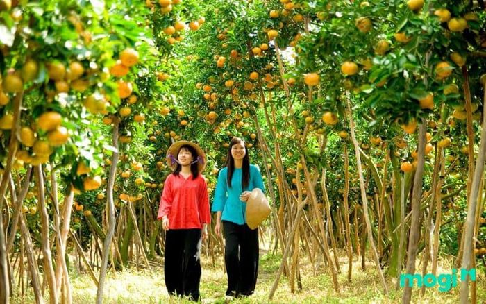 vườn trái cây 9 Hồng