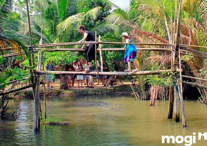 Trải nghiệm đi cầu khỉ tại vườn trái cây Ba Cống Cần Thơ mang đến một hoạt động thú vị, đầy thử thách và cực kỳ hấp dẫn.