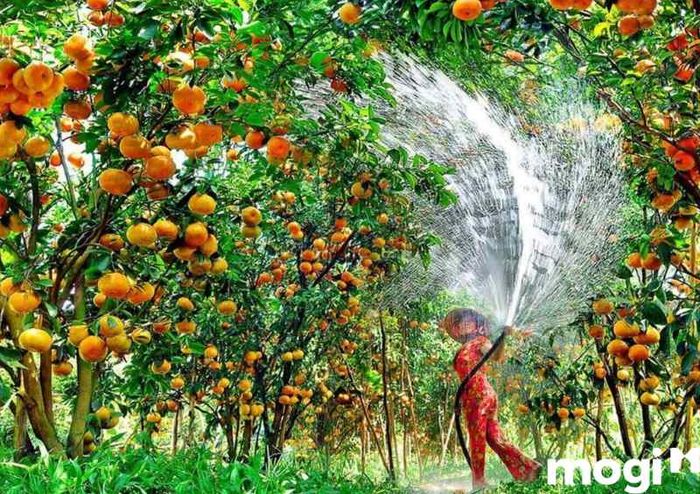 Vườn trái cây Ba Cống sở hữu những vườn quýt trái đầy, trĩu quả.