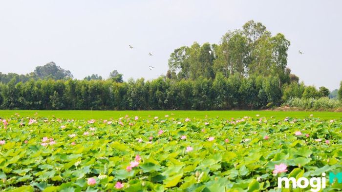 Đồng sen Tháp Mười