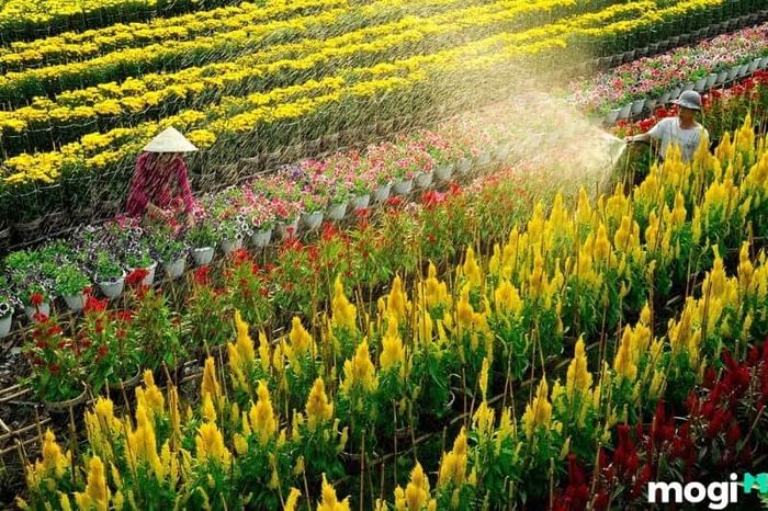 Chuyến đi từ TP.HCM đến làng hoa Sa Đéc khá thuận tiện và dễ dàng.