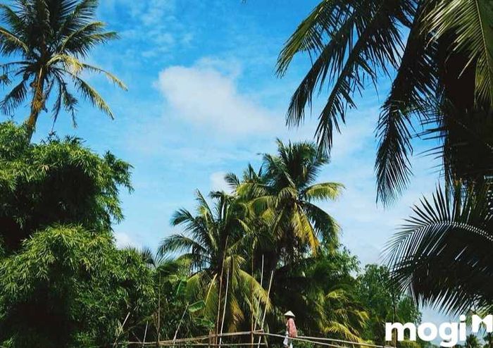 Vườn trái cây Ba Cống Cần Thơ mở cửa từ 7 giờ sáng đến 5 giờ chiều, phục vụ du khách suốt cả tuần.